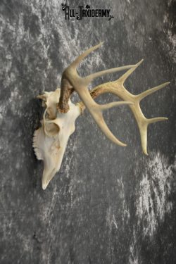 Whitetail Deer European Taxidermy mount for sale SKU 1034 - Image 2