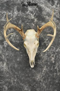 Whitetail Deer European Taxidermy mount for sale SKU 1034 - Image 3