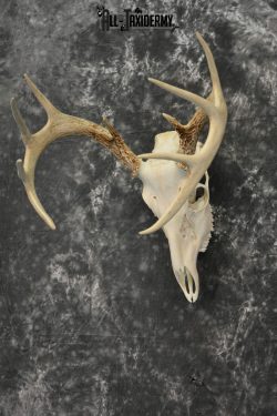 Whitetail Deer European Taxidermy mount for sale SKU 1034 - Image 4