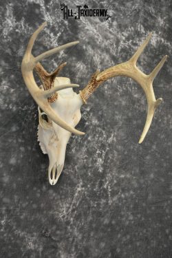 Whitetail Deer European Taxidermy mount for sale SKU 1034 - Image 6