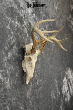 Whitetail Deer European Taxidermy mount for sale SKU 1031 - Image 2