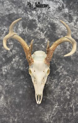 Whitetail Deer European Taxidermy mount for sale SKU 1031 - Image 3