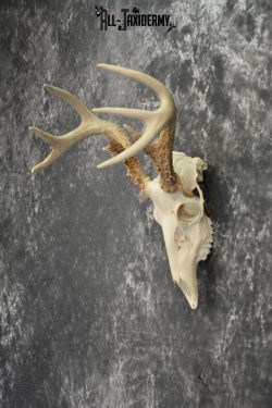 Whitetail Deer European Taxidermy mount for sale SKU 1031 - Image 5